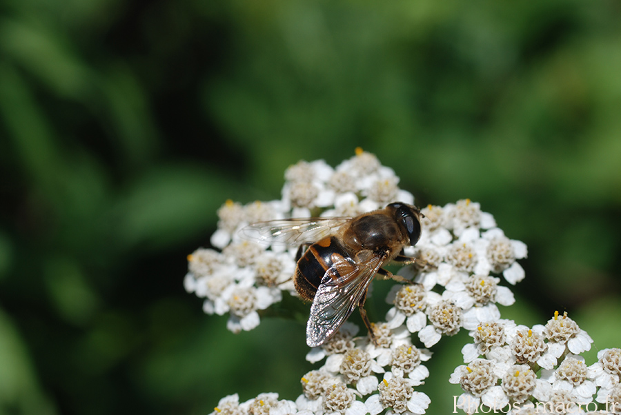 Eristalis tenax